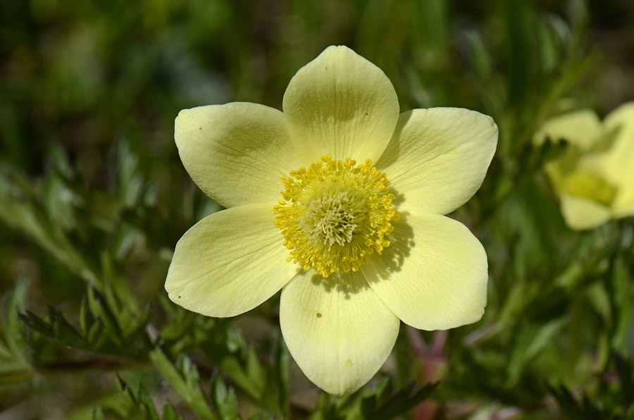 Pulsatilla alpina subsp. apifolia